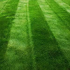 Green lawn
